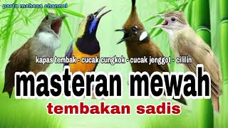 Download lagu Masteran Suara Jernih Cucak jenggot - Kapas tembak - Cucak cungkok - Cililin mp3 Download lagu Masteran Suara Jernih Cucak jenggot - Kapas tembak - Cucak cungkok - Cililin mp3