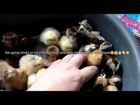 Pui de casă, Câmpuri Surduc