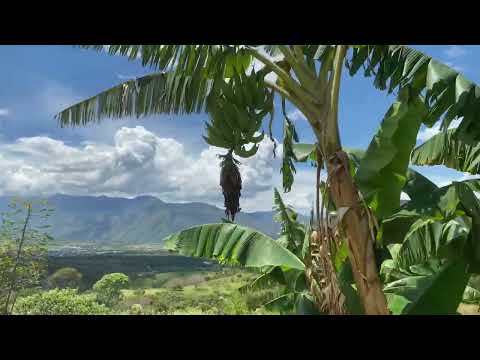 Algeciras Huila la Despensa Agrícola del Huila