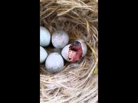 Posti di pigmentary marroni fotografia fissa Dopo che un epilation pigmentary i posti apparì