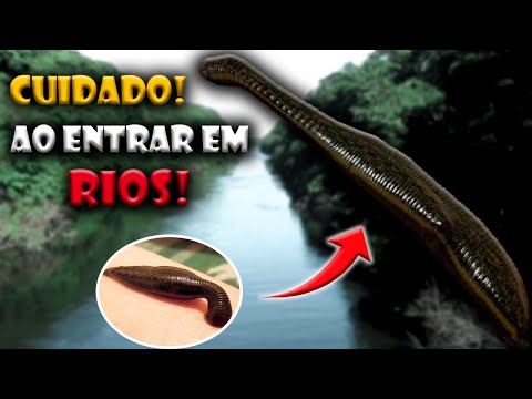 10 CURIOSIDADES SOBRE AS SANGUESSUGAS