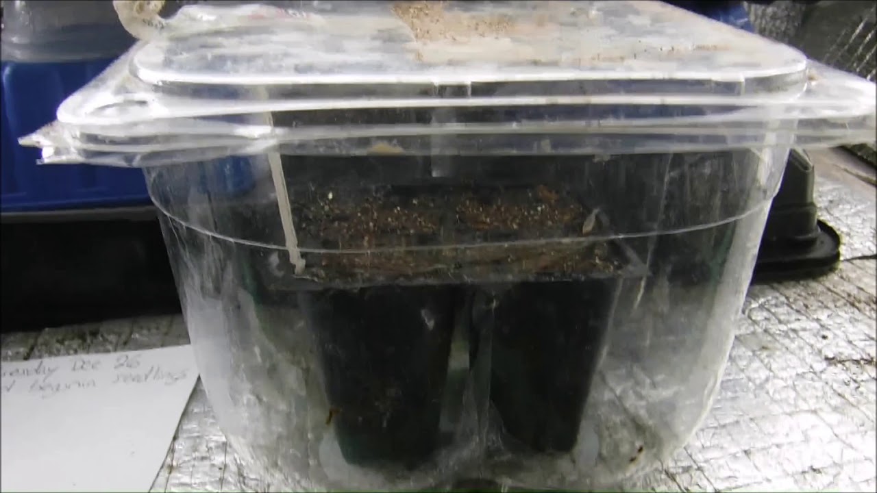 how to grow lovage from seed, how to sow lovage seeds, how to germiante lovage seeds