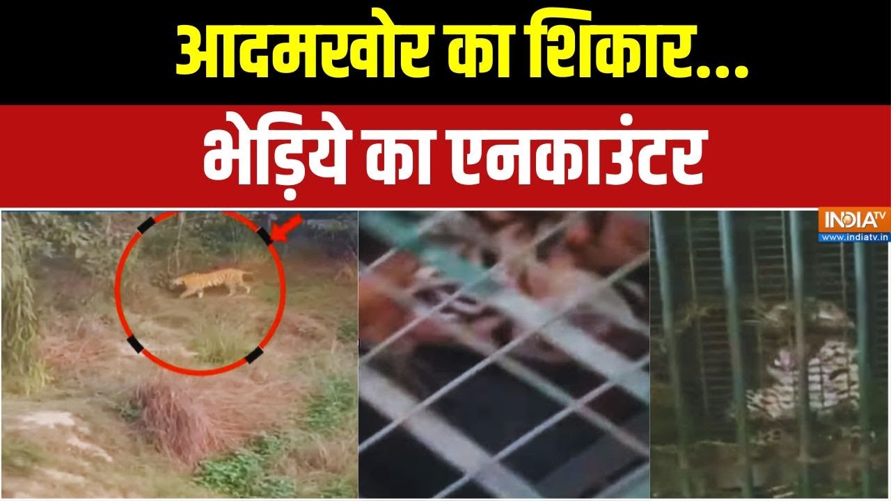 Breaking News: बिजनौर में बाघिन..बहराइच में तेंदुआ..ग्रामीण डर?