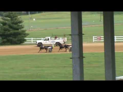 Goshen 9-4-17 LC's HeartofGold wins in 1:03.1