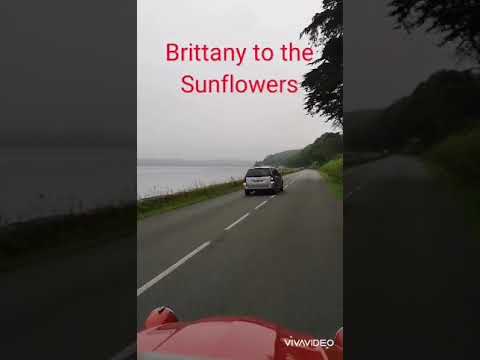 Fifi's French Adventure Day 2 - driving a vintage 2CV through Brittany to Sunflowers of The Charente