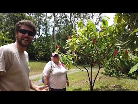 download lagu mp3 mp4 Maui Chocolate, download lagu Maui Chocolate gratis, unduh video klip Maui Chocolate