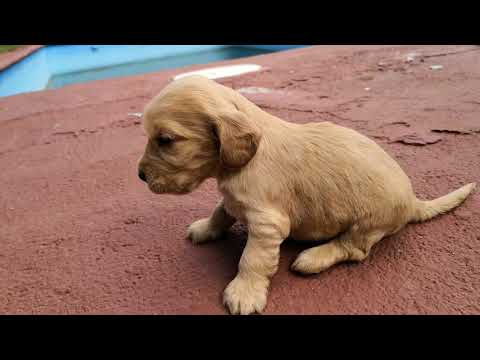 MACHO 02 COCKER SPANIEL 12-05-18