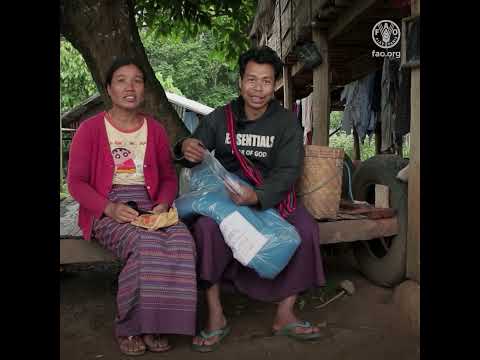 Providing life-saving agricultural assistance in Myanmar’s vulnerable areas