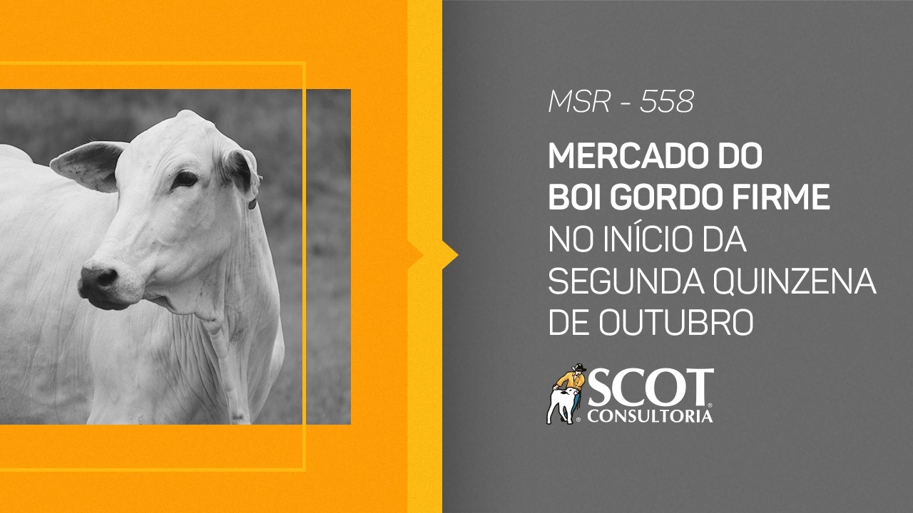 Mercado Sem Rodeios - Mercado do boi gordo firme no início da segunda quinzena de outubro