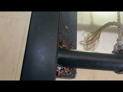 Tenant Has a Bad Bed Bud Problem in Millstone, NJ