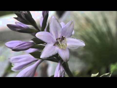 Solgunn F.  Tora Nydelig