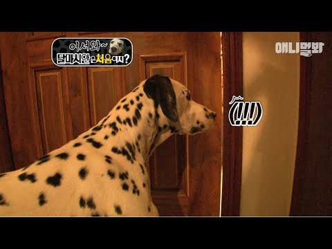 방문 틈으로 충격적인 장면을 목격한 달마시안 ㅣ Dalmatian Dog Witnesses A Shocking Betrayal By His Dad