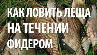 Снасти для ловли на фидер леща
