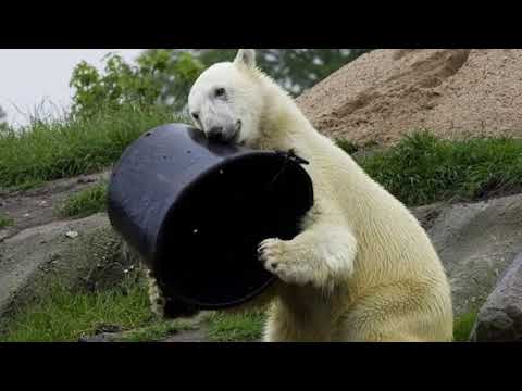 The Amazing Power Of Psychedelics (Actualized.org)