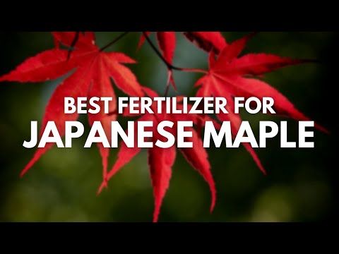 image-How do you fertilize a Japanese maple tree?