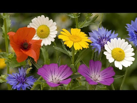 Le piante Angiosperme: il fiore e la fecondazione