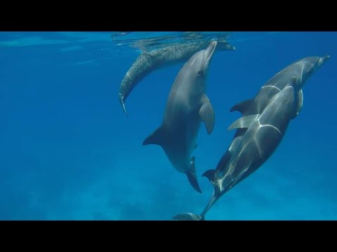 Thumbnail image for the video