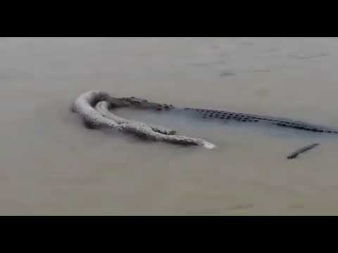 Saltwater Crocodile kills Python