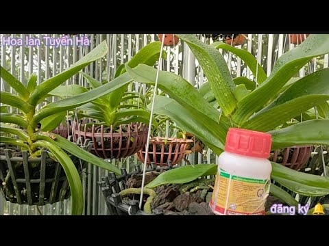 Mẹo chăm sóc lan sau những cơm mưa kéo dài để có bộ rễ khỏe mạnh. T802#hoalantuyenha