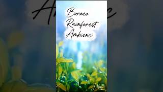 Download lagu Borneo Rainforest Ambience | The Spiritual Soundscape of Kalimantan mp3