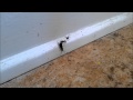 Earwig vs Spider, Double Speed, 1080p