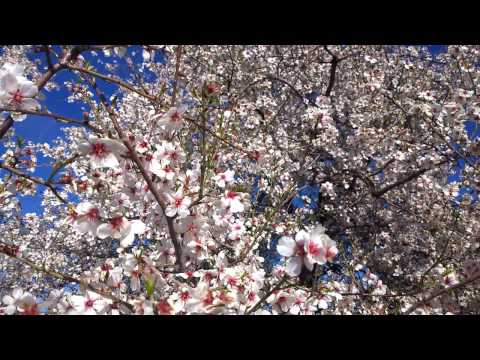 شجرة اللوز : فصل الزهور  Separate the flowers from Kurdistan