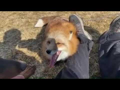 Vulpera (Fox) Playing with Anubis (Doberman) LIVE