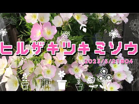 ミズーリ月見草 植物