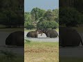 Massive Elephants Clash in an Epic Water Showdown!  #wildlife #wildelephant  #elephantfight
