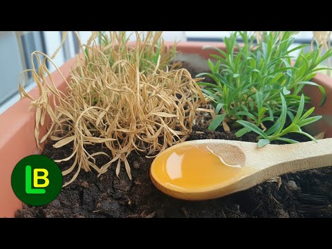 How to revive any dying plant. Works Every Time