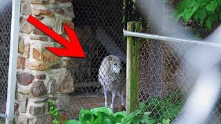 This Lonely Wolf Was Caged In A Roadside Zoo For Years  Then He Finally Saw A Friendly Face