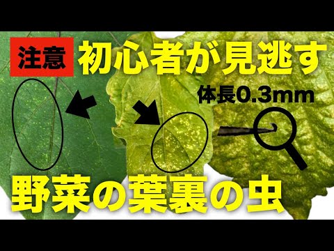 黒いナス科 植物