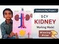 Human Kidney Working Model For School Science Project DIY Science Project