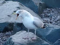 Herring Gull Calling