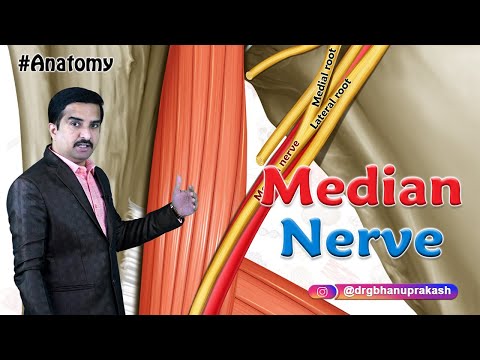 Median Nerve Anatomy Animation  - Origin, Course, Branches & Clinical aspects / Dr G Bhanu Prakash