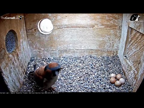 Kestrels Switch Incubation Duties, Shimmy Over Eggs – April 28, 2022