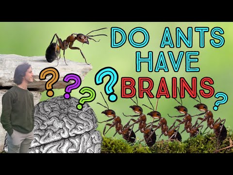 Do Ants Have Backbones