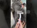 Best Brushes For British Shorthair Cats Aumuca Aumucacatbrush Cats Catlover Catvideo Halloween