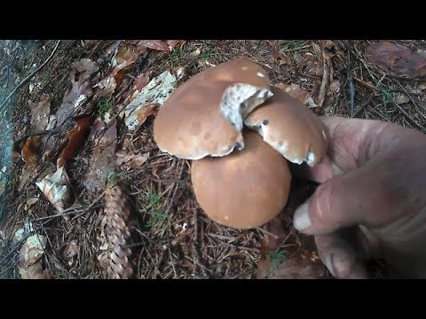 білі гриби в горах Карпатах 2018
