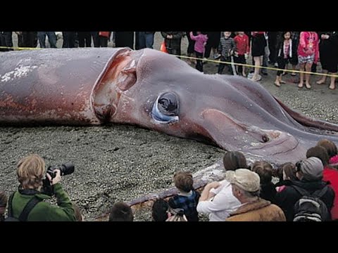 Processing Giant Squid With A Team Of Professional Chefs - Fishing Giant Squid In The Sea