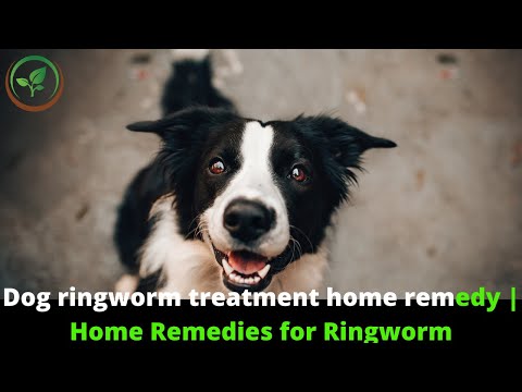 ✅ 7 Best Dog Ringworm Treatments and Home Remedies || Dog Ringworm Treatment Home Remedy