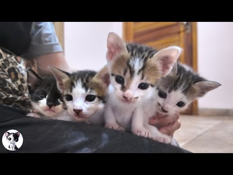 How 4 Kittens Born to a Stray Cat Grow Up: From Day 0 - 3 Months Old!