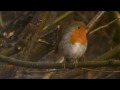 Two Robins