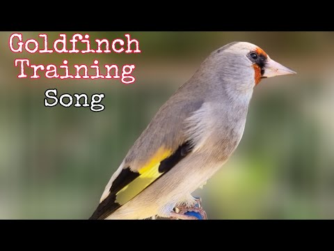 The Best Gold finch Training Song | Goldfinch Singing Training Video | Saira Singing Birds
