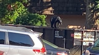 Gatlinburg bear sighting