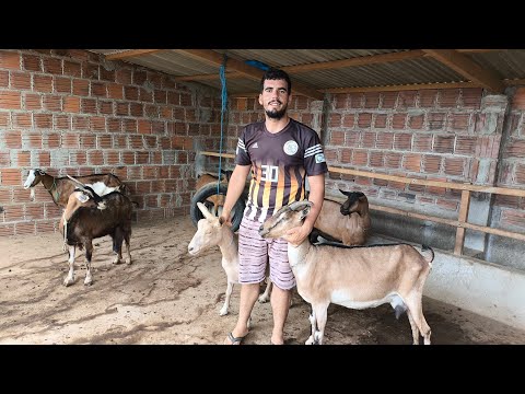 RAFAEL O CRIADOR DE CABRAS LEITEIRA MAIS FELIZ DE AROEIRAS ELE CHAMA O LEITE DE OURO BRANCO 