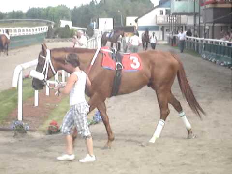 Tertio Bloom i ledvolten 2009-08-09 Zawawi Cup Galopp