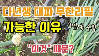 다년생 대파 무한리필 가능한 이유 바로 이것 때문 봄에 새순이 나오고 새뿌리가 나와 새로운 대파가됩니다.  …
