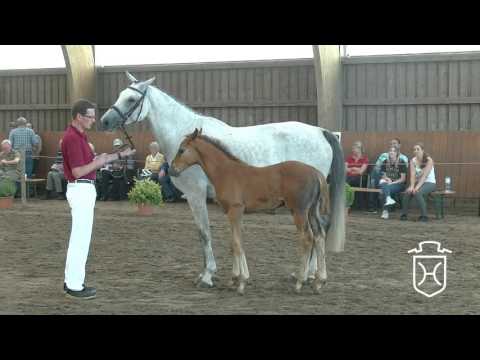 Holsteiner Fohlenchampionat 2017 - Pinneberg - Siegerhengstring