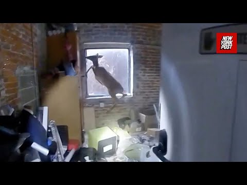 Iowa cops rush to bloody 'burglary-in-progress' that turns out to be fawn trapped in hair salon